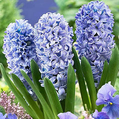 Prepared Delft Blue Hyacinth Collection Bulbs Blooms Species Growing Bonsai Roots Rhizomes Corms Tubers Potted Planting Reblooming Fragrant Garden Flower Seeds Plant Gardening