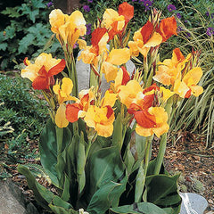Dwarf Canna Cleopatra Bulbs Perennial Growing Bonsai Roots Rhizomes Corms Tubers Potted Planting Reblooming Fragrant Garden Species Blooms Flower Seeds Plant Gardening