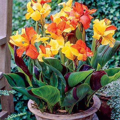 Dwarf Canna Cleopatra Bulbs Perennial Growing Bonsai Roots Rhizomes Corms Tubers Potted Planting Reblooming Fragrant Garden Species Blooms Flower Seeds Plant Gardening