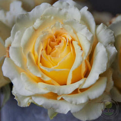 Ingrid Betancour Rainbow Rose Seedlings Flower Seeds Perennial Growing Bonsai Corms Tubers Potted Planting Reblooming Fragrant Garden Roots Rhizomes Species Blooms Plant Bulbs Gardening Tree