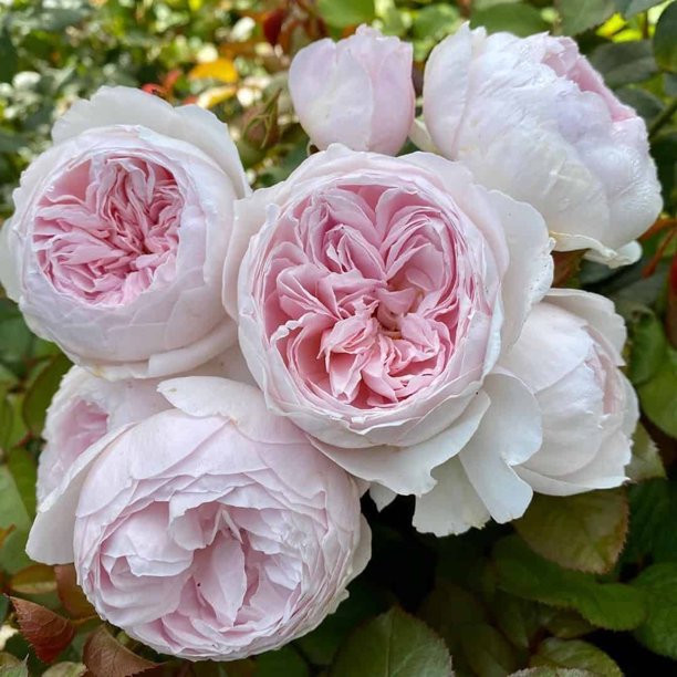 Earth Angel Rose Seedlings Flower Seeds Perennial Growing Bonsai Corms Tubers Potted Planting Reblooming Fragrant Garden Roots Rhizomes Species Blooms Plant Bulbs Gardening Tree