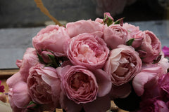 Dames Rose Seedlings Flower Seeds Perennial Growing Bonsai Corms Tubers Potted Planting Reblooming Fragrant Garden Roots Rhizomes Species Blooms Plant Bulbs Gardening Tree - Seedsplant
