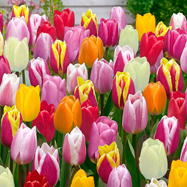 Improved Perennial Tulip mixture Bulbs Blooms Species Growing Bonsai Roots Rhizomes Corms Tubers Potted Planting Reblooming Fragrant Garden Flower Seeds Plant
