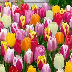 Improved Perennial Tulip mixture Bulbs Blooms Species Growing Bonsai Roots Rhizomes Corms Tubers Potted Planting Reblooming Fragrant Garden Flower Seeds Plant