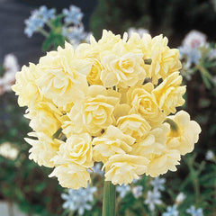 Narcissus Spring Cheer Daffodil Bulbs Blooms Species Growing Bonsai Roots Rhizomes Corms Tubers Potted Planting Reblooming Fragrant Garden Flower Seeds Plant