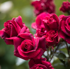 Nirpred Rose Seedlings Flower Seeds Perennial Growing Bonsai Corms Tubers Potted Planting Reblooming Fragrant Garden Roots Rhizomes Species Blooms Plant Bulbs Gardening Tree - Seedsplant