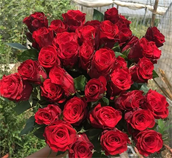 Red Rose Seedlings Flower Seeds Perennial Growing Bonsai Corms Tubers Potted Planting Reblooming Fragrant Garden Roots Rhizomes Species Blooms Plant Bulbs Gardening Tree - Seedsplant