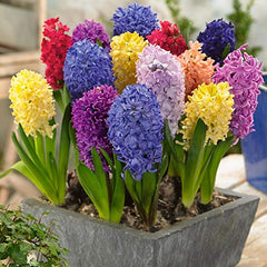 Indoor Outdoor Spring Hyacinth Bulbs Blooms Species Growing Bonsai Roots Rhizomes Corms Tubers Potted Planting Reblooming Fragrant Garden Flower Seeds Plant Gardening
