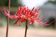 Perfect Lycoris Spider Lilies Bulbs Radiata Hurricane Lily Cluster Amayllis Growing Bonsai Roots Rhizomes Corms Tubers Potted Planting Reblooming Fragrant Garden Species Blooms Flower Seeds Plant Gardening - Seedsplant