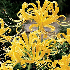 Yellow Lycoris Spider Lilies Bulbs Radiata Hurricane Lily Cluster Amayllis Growing Bonsai Roots Rhizomes Corms Tubers Potted Planting Reblooming Fragrant Garden Species Blooms Flower Seeds Plant Gardening