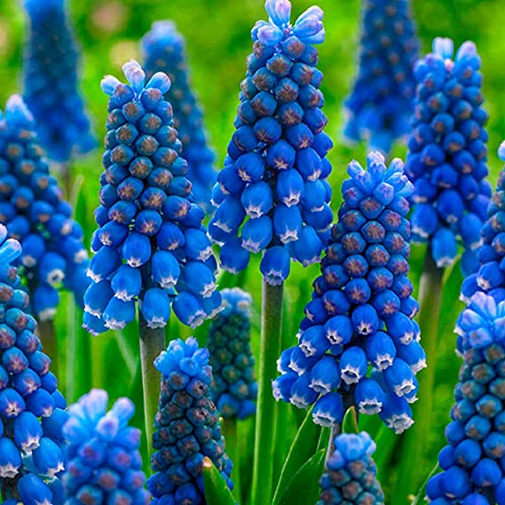 Muscari Blue Grape Hyacinth Bulbs Blooms Species Growing Bonsai Roots Rhizomes Corms Tubers Potted Planting Reblooming Fragrant Garden Flower Seeds Plant Gardening