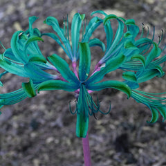 Rare Blue Lycoris Spider Lilies Bulbs Radiata Hurricane Lily Cluster Amayllis Growing Bonsai Roots Rhizomes Corms Tubers Potted Planting Reblooming Fragrant Garden Species Blooms Flower Seeds Plant Gardening