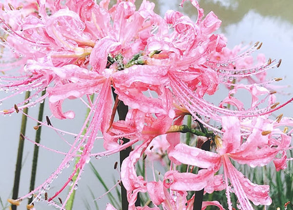 Pink Lycoris Spider Lilies Bulbs Radiata Hurricane Lily Cluster Amayllis Growing Bonsai Roots Rhizomes Corms Tubers Potted Planting Reblooming Fragrant Garden Species Blooms Flower Seeds Plant Gardening