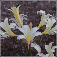 Perfect White Lycoris Spider Lilies Bulbs Radiata Hurricane Lily Cluster Amayllis Growing Bonsai Roots Rhizomes Corms Tubers Potted Planting Reblooming Fragrant Garden Species Blooms Flower Seeds Plant Gardening