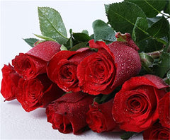 Red Rose Seedlings Flower Seeds Perennial Growing Bonsai Corms Tubers Potted Planting Reblooming Fragrant Garden Roots Rhizomes Species Blooms Plant Bulbs Gardening Tree - Seedsplant