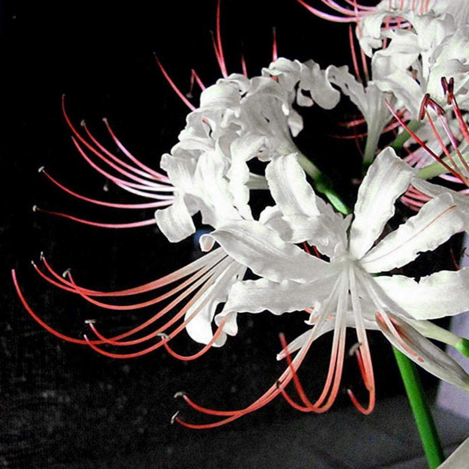 White Spider Lilies