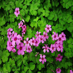 Seedsplant A063 Oxalis Bulbs Wood Sorrel Shamrock Perennial Growing Bonsai Roots Rhizomes Corms Tubers Potted Planting Reblooming Fragrant Garden Species Blooms Flower Seeds Plant Gardening
