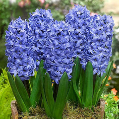 Prepared Delft Blue Hyacinth Collection Bulbs Blooms Species Growing Bonsai Roots Rhizomes Corms Tubers Potted Planting Reblooming Fragrant Garden Flower Seeds Plant Gardening