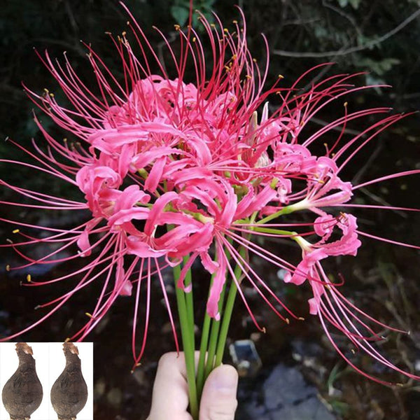 Pink Mandarava Lycoris Spider Lilies Bulbs Radiata Hurricane Lily Cluster Amayllis Growing Bonsai Roots Rhizomes Corms Tubers Potted Planting Reblooming Fragrant Garden Species Blooms Flower Seeds Plant Gardening