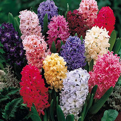 Seedsplant Hyacinth Bulbs Blooms Species Growing Bonsai Roots Rhizomes Corms Tubers Potted Planting Reblooming Fragrant Garden Flower Seeds Plant Gardening - Seedsplant