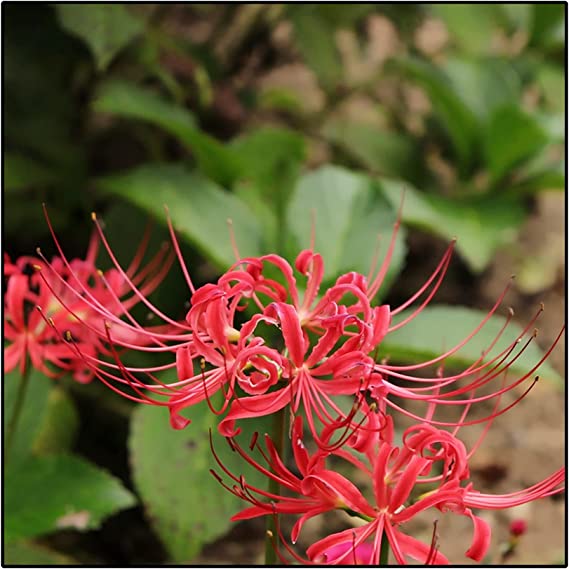 Surprise Lycoris Spider Lilies Bulbs Radiata Hurricane Lily Cluster Amayllis Growing Bonsai Roots Rhizomes Corms Tubers Potted Planting Reblooming Fragrant Garden Species Blooms Flower Seeds Plant Gardening