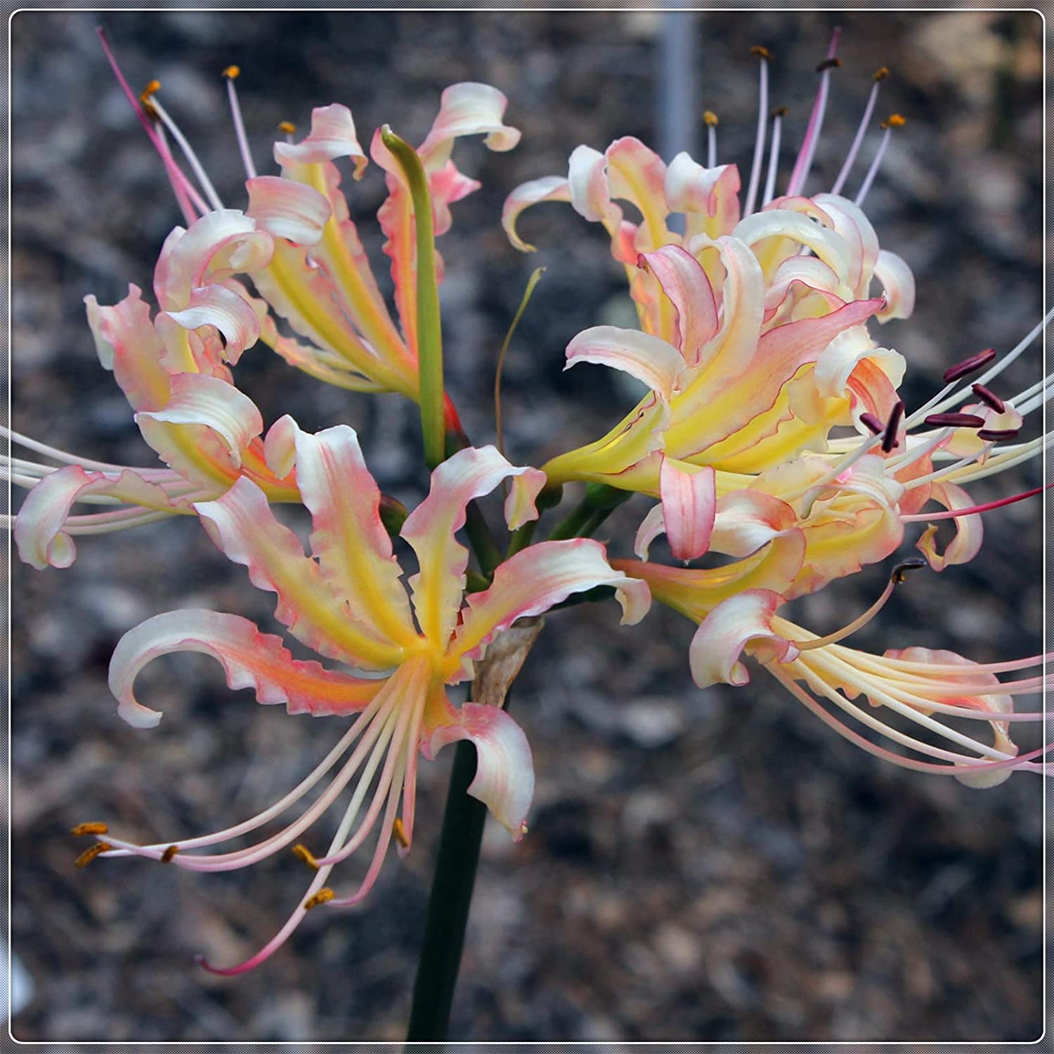 rainbow spider plant Rainbow Lycoris Spider Lilies Bulbs Radiata Hurricane Lily Cluster Amayllis Growing Bonsai Roots Rhizomes Corms Tubers Potted Planting Reblooming Fragrant Garden Species Blooms Flower Seeds Plant Gardening
