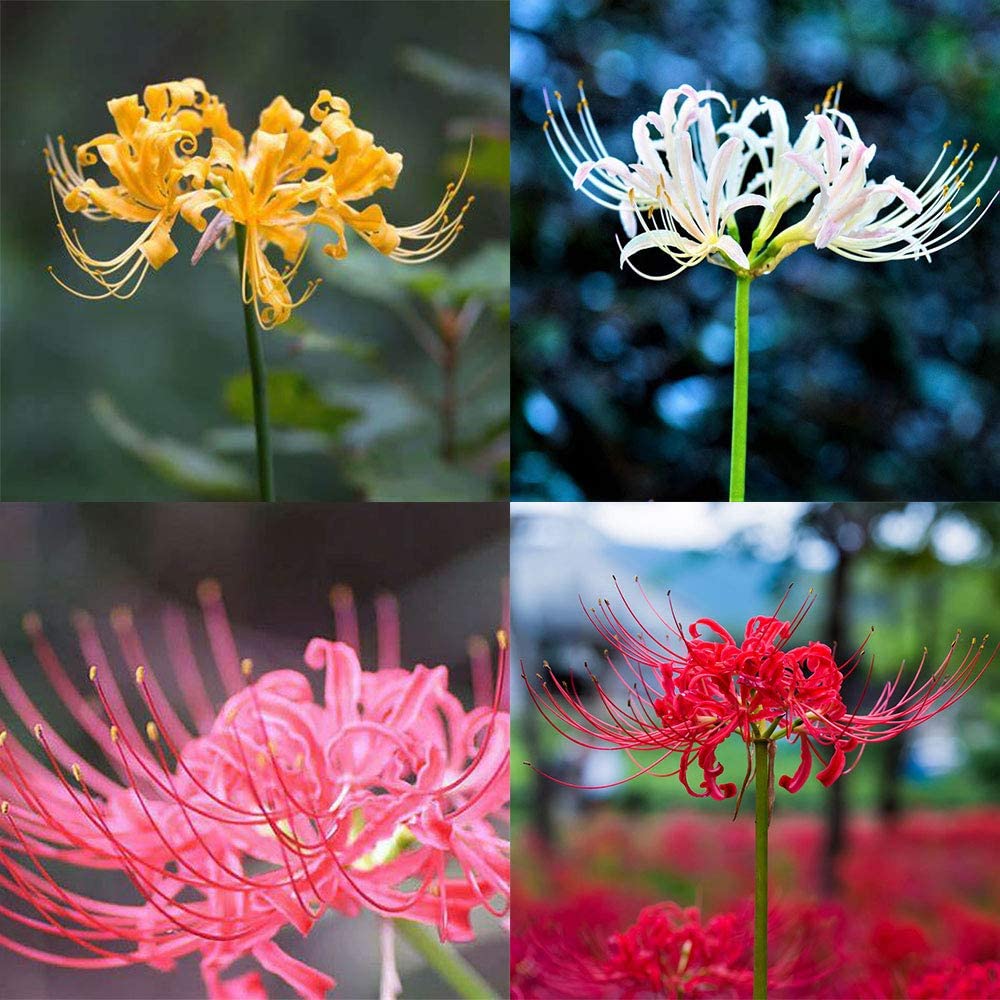 different types of spider lilies Mix Aurea Lycoris Spider Lilies Bulbs Radiata Hurricane Lily Cluster Amayllis Growing Bonsai Roots Rhizomes Corms Tubers Potted Planting Reblooming Fragrant Garden Species Blooms Flower Seeds Plant Gardening