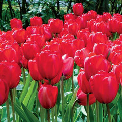 Apeldoorn Perennial Tulip Bulbs Blooms Species Growing Bonsai Roots Rhizomes Corms Tubers Potted Planting Reblooming Fragrant Garden Flower Seeds Plant