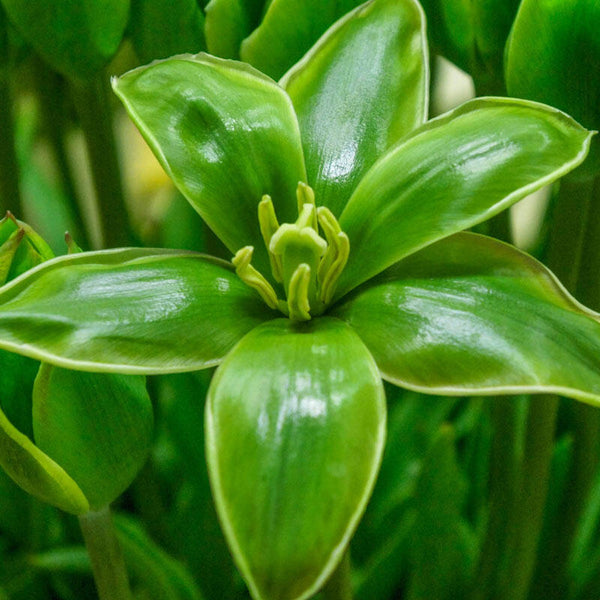 Evergreen® Tulip Bulbs Blooms Species Growing Bonsai Roots Rhizomes Corms Tubers Potted Planting Reblooming Fragrant Garden Flower Seeds Plant