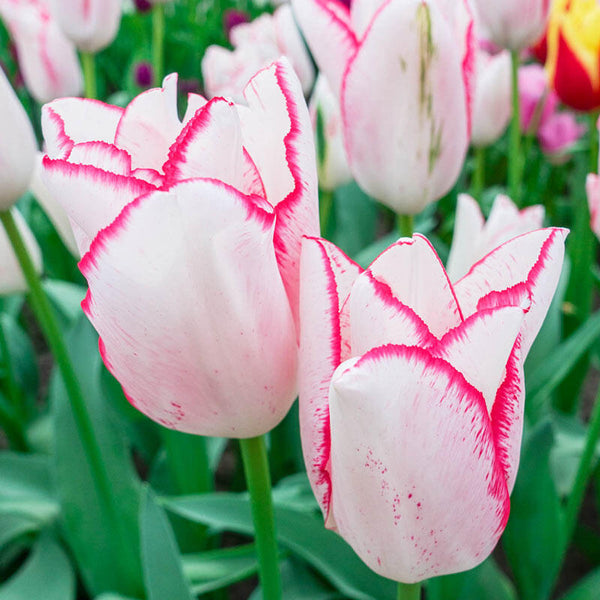 Beautytrend Tulip Bulbs Blooms Species Growing Bonsai Roots Rhizomes Corms Tubers Potted Planting Reblooming Fragrant Garden Flower Seeds Plant