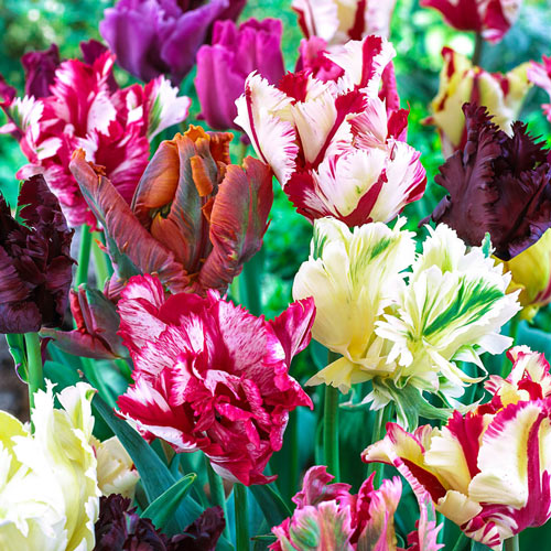 parrot flower seeds Parrot Tulip Mix Bulbs Blooms Species Growing Bonsai Roots Rhizomes Corms Tubers Potted Planting Reblooming Fragrant Garden Flower Seeds Plant