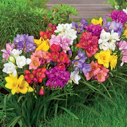 planting freesias bulbs in pots Summer Breeze Freesia Bulbs Growing Bonsai Roots Rhizomes Corms Tubers Potted Planting Reblooming Fragrant Garden Species Blooms Flower Seeds Plant Gardening