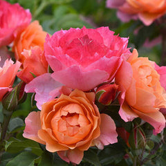 Jardins Des Noneres Rose Seedlings Flower Seeds Perennial Growing Bonsai Corms Tubers Potted Planting Reblooming Fragrant Garden Roots Rhizomes Species Blooms Plant Bulbs Gardening Tree