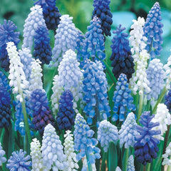 Grape Hyacinth Mix Bulbs Blooms Species Growing Bonsai Roots Rhizomes Corms Tubers Potted Planting Reblooming Fragrant Garden Flower Seeds Plant Gardening