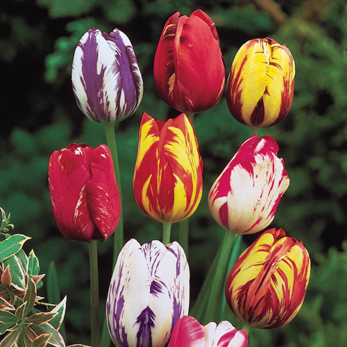 Rembrandt Mixed Tulips Bulbs Blooms Species Growing Bonsai Roots Rhizomes Corms Tubers Potted Planting Reblooming Fragrant Garden Flower Tulip Seeds Plant