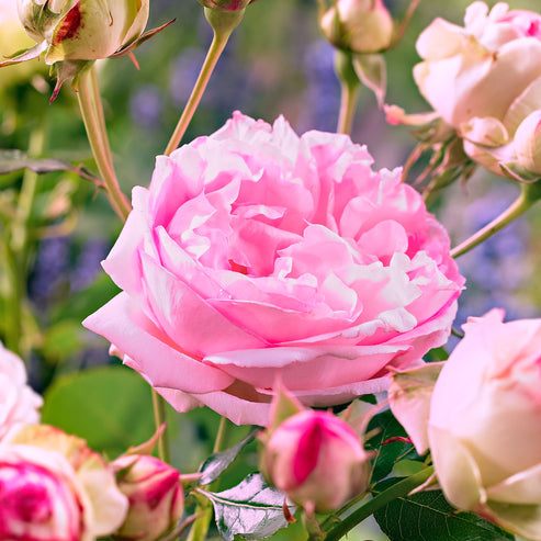 Leonard de Vinci Rose Seedlings Flower Seeds Perennial Growing Bonsai Corms Tubers Potted Planting Reblooming Fragrant Garden Roots Rhizomes Species Blooms Plant Bulbs Gardening Tree