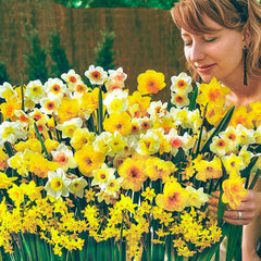 Spectrum Sweet Aroma Daffodil Mixture Narcissus Bulbs Blooms Species Growing Bonsai Roots Rhizomes Corms Tubers Potted Planting Reblooming Fragrant Garden Flower Seeds Plant