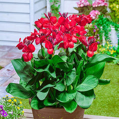 Happy Carmen Canna Bulbs Perennial Growing Bonsai Roots Rhizomes Corms Tubers Potted Planting Reblooming Fragrant Garden Species Blooms Flower Seeds Plant Gardening