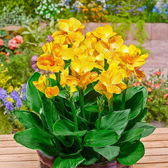 Happy Emily Canna Bulbs Perennial Growing Bonsai Roots Rhizomes Corms Tubers Potted Planting Reblooming Fragrant Garden Species Blooms Flower Seeds Plant Gardening