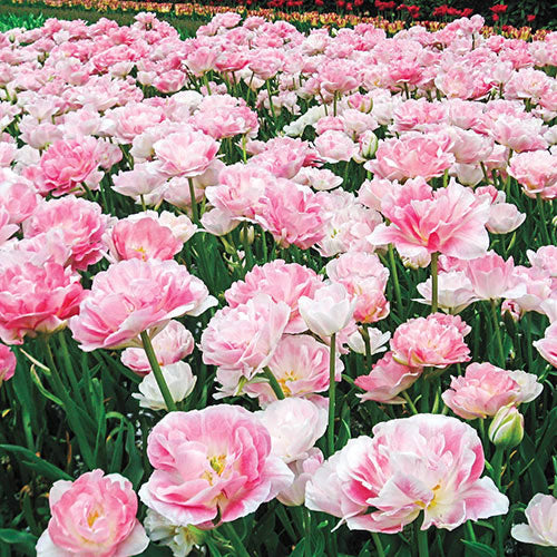 Foxtrot Double Tulip Bulbs Blooms Species Growing Bonsai Roots Rhizomes Corms Tubers Potted Planting Reblooming Fragrant Garden Flower Seeds Plant