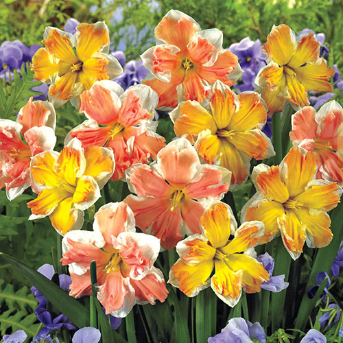 Changing Colors Daffodil Narcissus Bulbs Blooms Species Growing Bonsai Roots Rhizomes Corms Tubers Potted Planting Reblooming Fragrant Garden Flower Seeds Plant