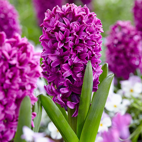 Miss Saigon Hyacinth Bulbs Blooms Species Growing Bonsai Roots Rhizomes Corms Tubers Potted Planting Reblooming Fragrant Garden Flower Seeds Plant Gardening