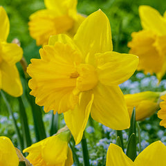 Exception Daffodil Narcissus Bulbs Blooms Species Growing Bonsai Roots Rhizomes Corms Tubers Potted Planting Reblooming Fragrant Garden Flower Seeds Plant