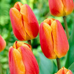 Oxford Elite Perennial Tulip Bulbs Blooms Species Growing Bonsai Roots Rhizomes Corms Tubers Potted Planting Reblooming Fragrant Garden Flower Seeds Plant