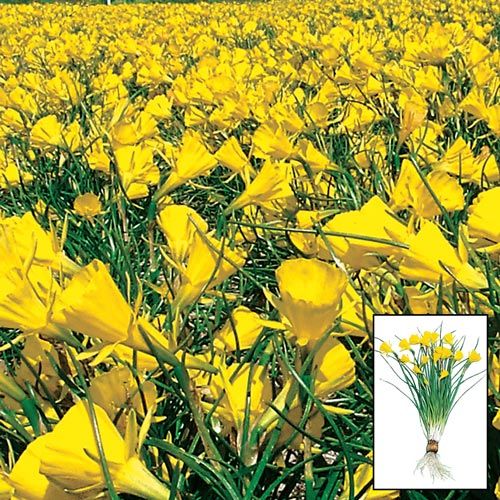 Golden Bells Carpet Daffodil Narcissus Bulbs Blooms Species Growing Bonsai Roots Rhizomes Corms Tubers Potted Planting Reblooming Fragrant Garden Flower Seeds Plant