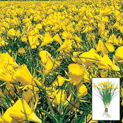 Golden Bells Carpet Daffodil Narcissus Bulbs Blooms Species Growing Bonsai Roots Rhizomes Corms Tubers Potted Planting Reblooming Fragrant Garden Flower Seeds Plant