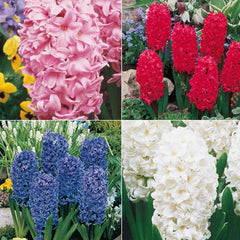 Giant Hyacinth Collection Bulbs Blooms Species Growing Bonsai Roots Rhizomes Corms Tubers Potted Planting Reblooming Fragrant Garden Flower Seeds Plant Gardening
