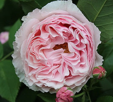 Gartentraume Rose Seedlings Flower Seeds Perennial Growing Bonsai Corms Tubers Potted Planting Reblooming Fragrant Garden Roots Rhizomes Species Blooms Plant Bulbs Gardening Tree - Seedsplant