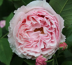 Gartentraume Rose Seedlings Flower Seeds Perennial Growing Bonsai Corms Tubers Potted Planting Reblooming Fragrant Garden Roots Rhizomes Species Blooms Plant Bulbs Gardening Tree - Seedsplant