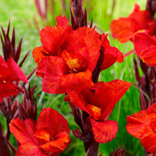 Cleopatra Red Canna Bulbs Perennial Growing Bonsai Roots Rhizomes Corms Tubers Potted Planting Reblooming Fragrant Garden Species Blooms Flower Seeds Plant Gardening